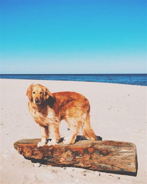 We offer an old fashioned-wholesome vacation for the entire family. . Cape cod craigslist pets
